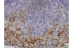 Immunoperoxidase of monoclonal antibody to GCH1 on formalin-fixed paraffin-embedded human lymph node. (GCH1 Antikörper  (AA 84-172))