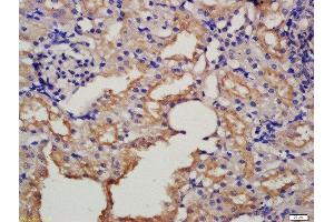 Formalin-fixed and paraffin embedded rat kidney labeled with Rabbit Anti-HRG beta 1 Polyclonal Antibody, Unconjugated  at 1:200 followed by conjugation to the secondary antibody and DAB staining (Hrg beta 1 (AA 65-150) Antikörper)