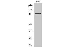 Western Blotting (WB) image for anti-TAF5 RNA Polymerase II, TATA Box Binding Protein (TBP)-Associated Factor, 100kDa (TAF5) (Internal Region) antibody (ABIN3177603) (TAF5 Antikörper  (Internal Region))