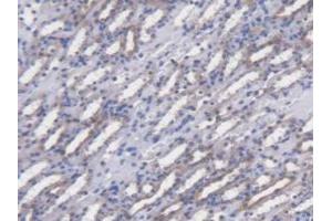 IHC-P analysis of Mouse Kidney Tissue, with DAB staining. (POFUT1 Antikörper  (AA 243-393))