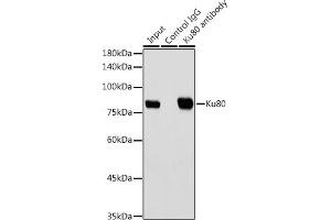 Immunoprecipitation analysis of 300 μg extracts of HeLa cells using 3 μg Ku80 antibody (ABIN7271406). (XRCC5 Antikörper)