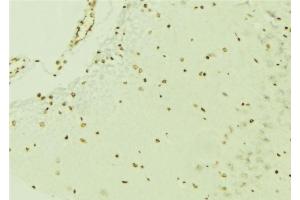 ABIN6276640 at 1/100 staining Mouse brain tissue by IHC-P. (ERG Antikörper  (C-Term))