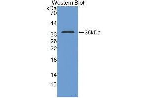 Western blot analysis of the recombinant protein. (IL-4 Antikörper  (AA 61-111))