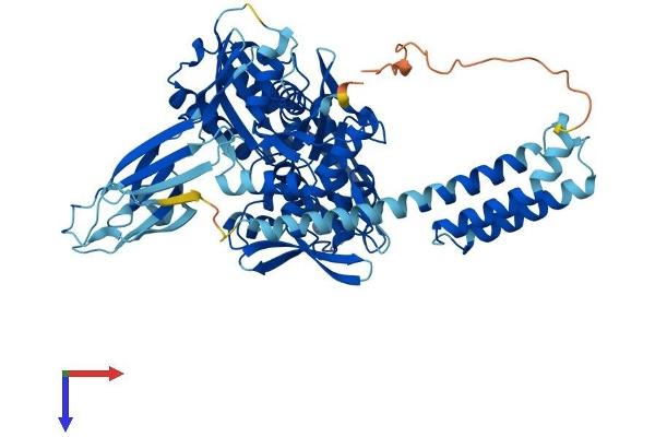 HSPA6 Protein (AA 1-643) (His tag)