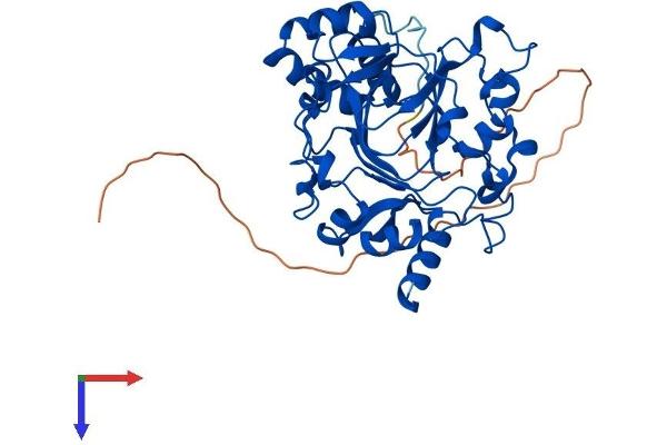JMJD6 Protein (AA 1-403) (His tag)