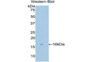 Western blot analysis of recombinant Human MGP. (MGP Antikörper  (AA 1-103))
