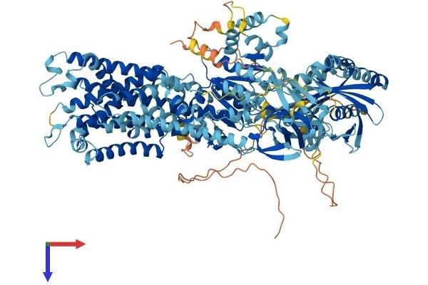 ATP11A Protein (AA 1-1187) (His tag)