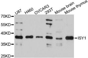 Western blot analysis of extracts of various cell lines, using ISY1 antibody.