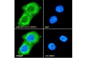 (ABIN184577) Immunofluorescence analysis of paraformaldehyde fixed A431 cells, permeabilized with 0. (ZCCHC11 Antikörper  (C-Term))
