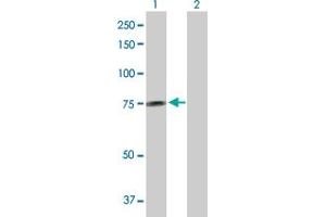 Western Blot analysis of GALNT14 expression in transfected 293T cell line by GALNT14 MaxPab polyclonal antibody. (GALNT14 Antikörper  (AA 1-552))
