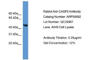 WB Suggested Anti-CASP5  Antibody Titration: 0. (CASP5 Antikörper  (Middle Region))