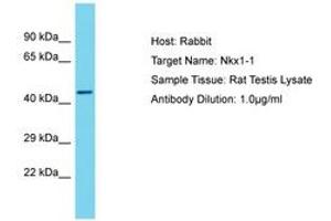 Image no. 1 for anti-NK1 Homeobox 1 (NKX1-1) (AA 114-163) antibody (ABIN6750298) (NKX1-1 Antikörper  (AA 114-163))