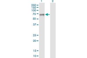 Western Blot analysis of PLA2G3 expression in transfected 293T cell line by PLA2G3 MaxPab polyclonal antibody. (PLA2G3 Antikörper  (AA 1-509))