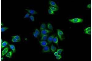 Immunofluorescence staining of HepG2 cells with ABIN7142910 at 1:120,counter-stained with DAPI. (AKAP7 Antikörper  (AA 1-81))