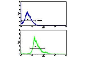 Flow cytometric analysis of HepG2 cells using CKM polyclonal antibody (bottom histogram) compared to a negative control cell (top histogram). (CKM Antikörper  (C-Term))