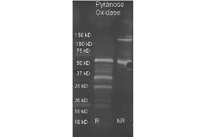 Goat anti Pyranose Oxidase antibody ( was used to detect pyranose oxidase under reducing (R) and non-reducing (NR) conditions. (Pyranose Oxidase Antikörper  (HRP))
