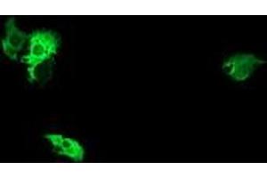 Image no. 2 for anti-NIMA (Never In Mitosis Gene A)-Related Kinase 11 (NEK11) antibody (ABIN1499682) (NEK11 Antikörper)