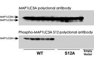 Immunoblots of Phospho-MAP1LC3A in CHO cell culture. (MAP1LC3A Antikörper  (pSer12))