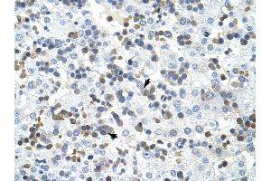 PRMT2 antibody was used for immunohistochemistry at a concentration of 4-8 ug/ml to stain Liver cell (arrows) in Human Liver. (PRMT2 Antikörper  (N-Term))