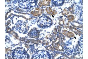 C4BPB antibody was used for immunohistochemistry at a concentration of 4-8 ug/ml to stain Epithelial cells of renal tubule (arrows) in Human Kidney. (C4BPB Antikörper  (N-Term))