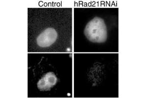 Immunofluorescence (IF) image for anti-RAD21 Homolog (RAD21) (C-Term) antibody (ABIN2452087) (RAD21 Antikörper  (C-Term))