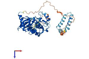 STK25 Protein (AA 1-426) (His tag)