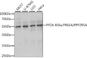 Western blot analysis of extracts of various cell lines, using PP2A-B56α/PR61A/PP2A-B56α/PR61A/PPP2R5A antibody (ABIN7269688) at 1:1000 dilution. (PPP2R5A Antikörper  (AA 50-130))