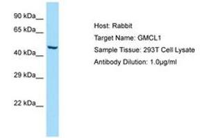 Image no. 1 for anti-Germ Cell-Less, Spermatogenesis Associated 1 (GMCL1) (AA 367-416) antibody (ABIN6750099) (GMCL1 Antikörper  (AA 367-416))