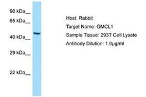 GMCL1 Antikörper  (AA 367-416)