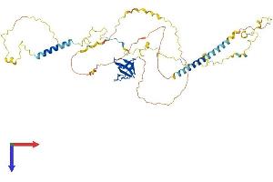 HCLS1 Protein (AA 1-486) (His tag)