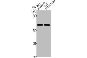 Western Blot analysis of rat stomach rat intestines cells using Angptl1 Polyclonal Antibody (ANGPTL1 Antikörper  (N-Term))