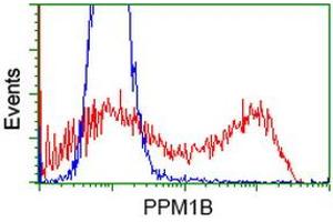 Image no. 2 for anti-Protein Phosphatase, Mg2+/Mn2+ Dependent, 1B (PPM1B) antibody (ABIN1500371) (PPM1B Antikörper)