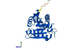 Protein Structure (PS) image for Lysophospholipase I (LYPLA1) (AA 1-230) protein (His tag) (ABIN7556832)