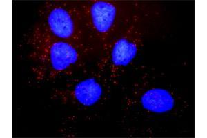 Proximity Ligation Assay (PLA) image for anti-Solute Carrier Family 9, Subfamily A (NHE3, Cation Proton Antiporter 3), Member 3 Regulator 1 (SLC9A3R1) (AA 252-358) antibody (ABIN522831)