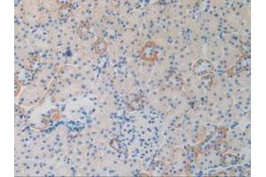 IHC-P analysis of Rat Kidney Tissue, with DAB staining. (2B4 Antikörper  (AA 20-221))