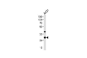 Western blot analysis of lysate from A431 cell line, using JAM2 Antibody at 1:1000 at each lane. (JAM2 Antikörper  (N-Term))