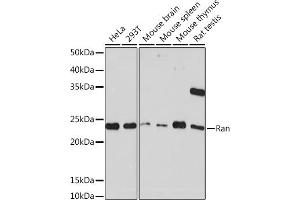 Western blot analysis of extracts of various cell lines, using Ran Rabbit mAb (ABIN7269847) at 1:1000 dilution. (RAN Antikörper)