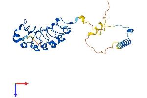 LRRC18 Protein (AA 1-262) (His tag)