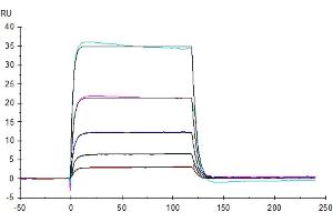Human B7-H7, hFc Tag captured on CM5 Chip via Protein A can bind Human KIR3DL3, His Tag with an affinity constant of 334 nM as determined in SPR assay (Biacore T200).