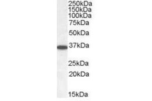 Image no. 1 for anti-Protein Phosphatase 2, Catalytic Subunit, alpha Isozyme (PPP2CA) (C-Term) antibody (ABIN374130) (PPP2CA Antikörper  (C-Term))