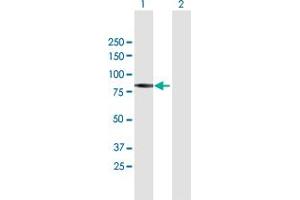Western Blot analysis of PIWIL1 expression in transfected 293T cell line by PIWIL1 MaxPab polyclonal antibody. (PIWIL1 Antikörper  (AA 1-861))