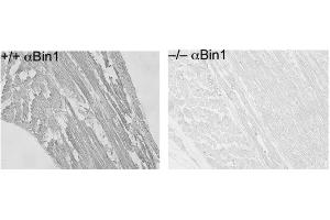 Immunohistochemistry of Mouse Anti-BIN1 antibody. (BIN1 Antikörper)