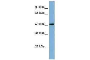 PLEKHA9 antibody used at 1 ug/ml to detect target protein. (PLEKHA9 Antikörper)
