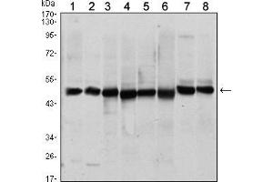 Western blot analysis using ST13 mouse mAb against A431 (1), HEK293 (2), Hela (3), HepG2 (4), Jurkat (5), K562 (6), L121O (7) and MCF-7 (8) cell lysate. (HSC70 Interacting Protein HIP Antikörper)