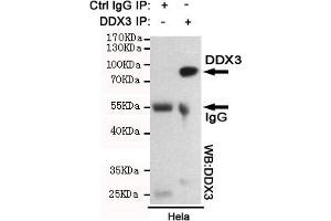 Immunoprecipitation analysis of Hela cell lysates using DDX3 mouse mAb. (DDX3X Antikörper)