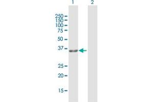 Western Blot analysis of GPD1L expression in transfected 293T cell line by GPD1L MaxPab polyclonal antibody. (GPD1L Antikörper  (AA 1-351))