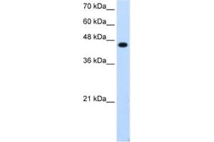 Western Blotting (WB) image for anti-Transcription Factor AP-2 epsilon (Activating Enhancer Binding Protein 2 Epsilon) (TFAP2E) antibody (ABIN2462012) (TFAP2E Antikörper)