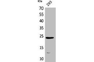 Western Blot analysis of 293 cells using MDA-7 Polyclonal Antibody. (IL-24 Antikörper  (Internal Region))