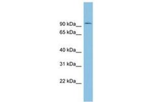 Image no. 1 for anti-Tousled-Like Kinase 1 (TLK1) (AA 251-300) antibody (ABIN6745250)