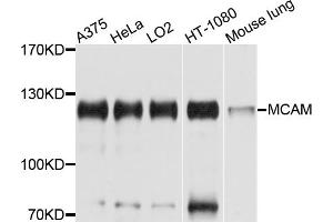 Western blot analysis of extracts of various cell lines, using MCAM antibody (ABIN5975348) at 1/1000 dilution. (MCAM Antikörper)